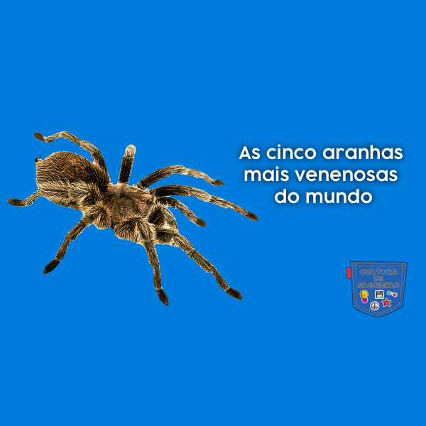 As cinco aranhas mais venenosas do mundo