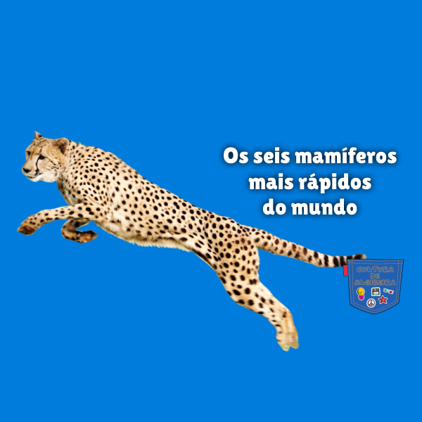 Os seis mamíferos mais rápidos do mundo