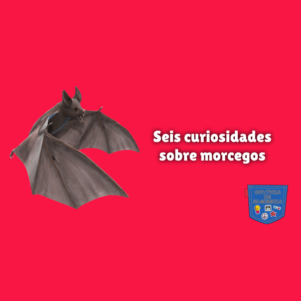 Seis curiosidades sobre morcegos